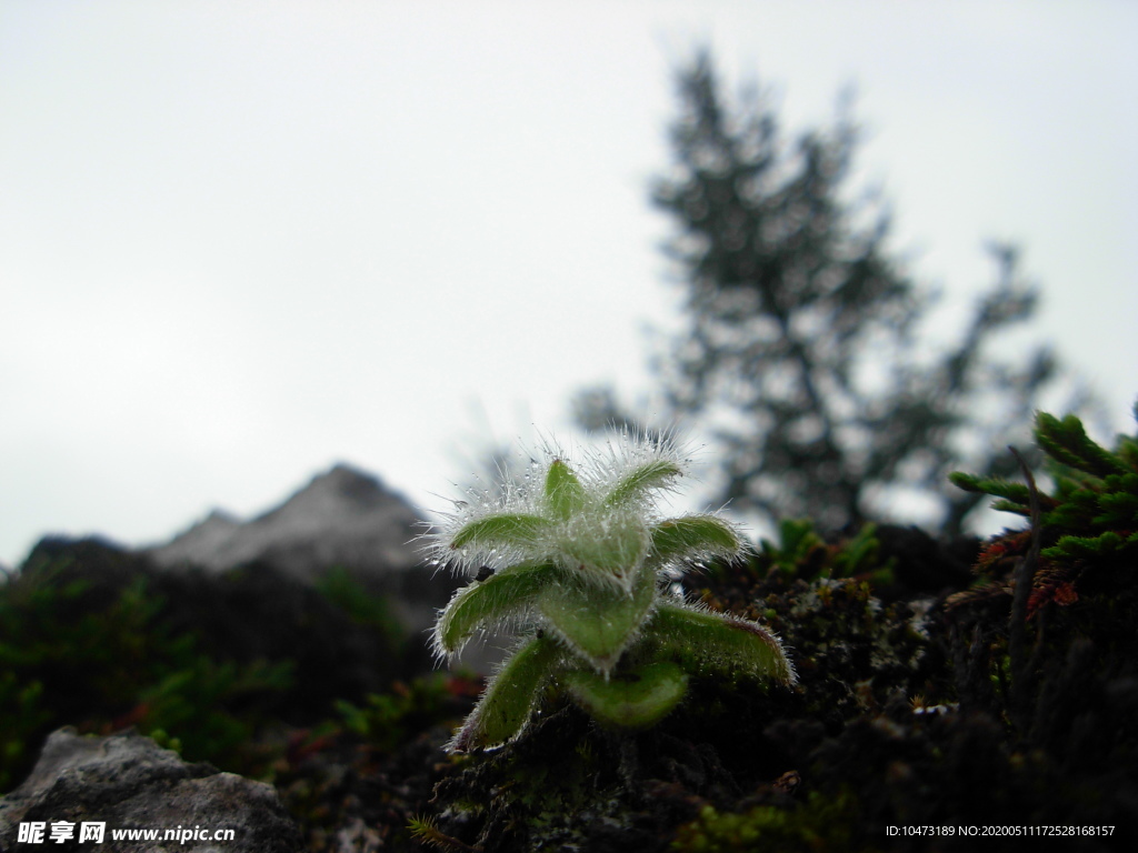 野草