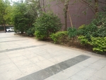 街道 路旁 小树