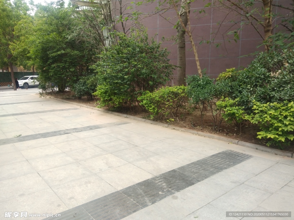 街道 路旁 小树