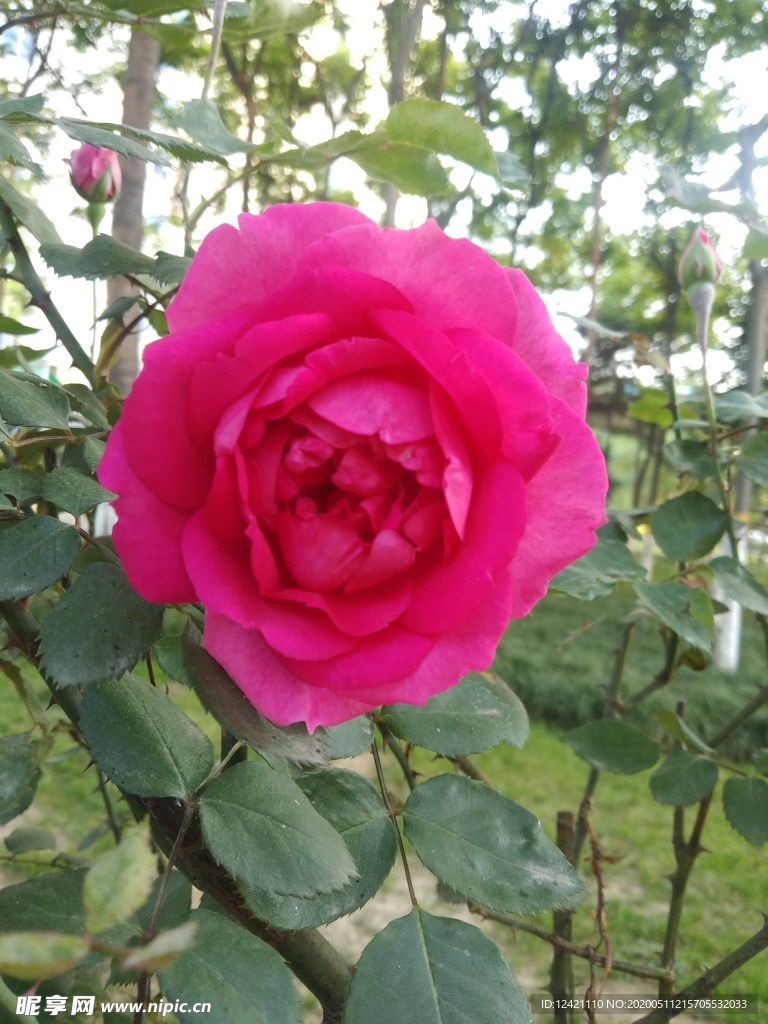 花朵  花儿  刺玫 漂亮的花