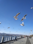 红嘴鸥