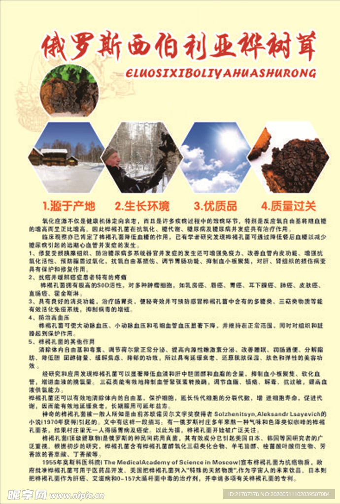 华褐菌菇