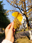 银杏