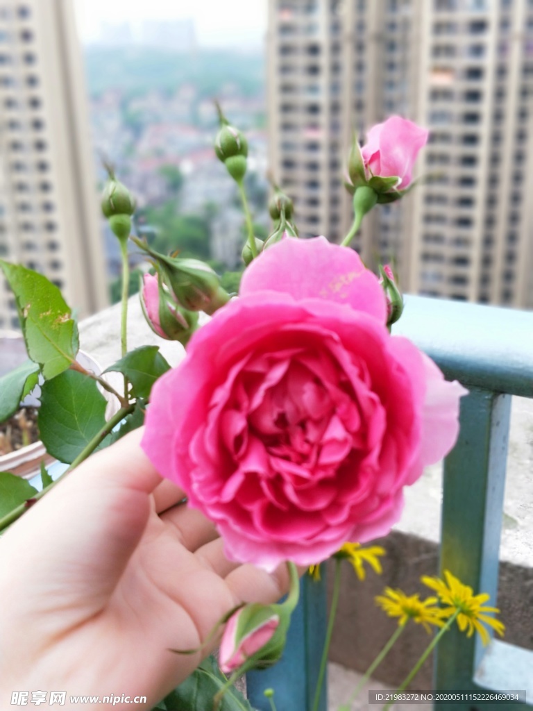 月季花 植物 装饰 春天 环境