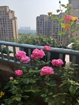 月季花 植物 装饰 春天 环境