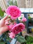 月季花 植物 装饰 春天 环境