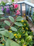月季花 植物 装饰 春天 环境