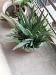 多肉植物