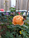 阳台月季花 植物 装饰 春天
