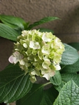 阳台绣球花 植物 装饰 春天