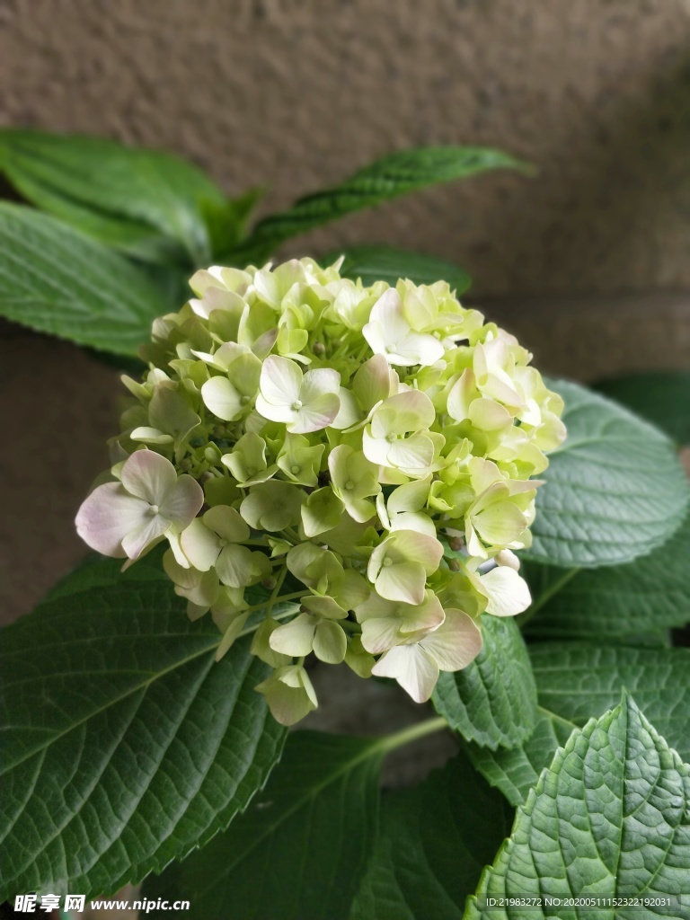 阳台绣球花 植物 装饰 春天