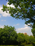 公园风景