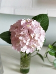 绣球插花 植物 装饰 春天