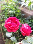 阳台月季花 植物 装饰 春天