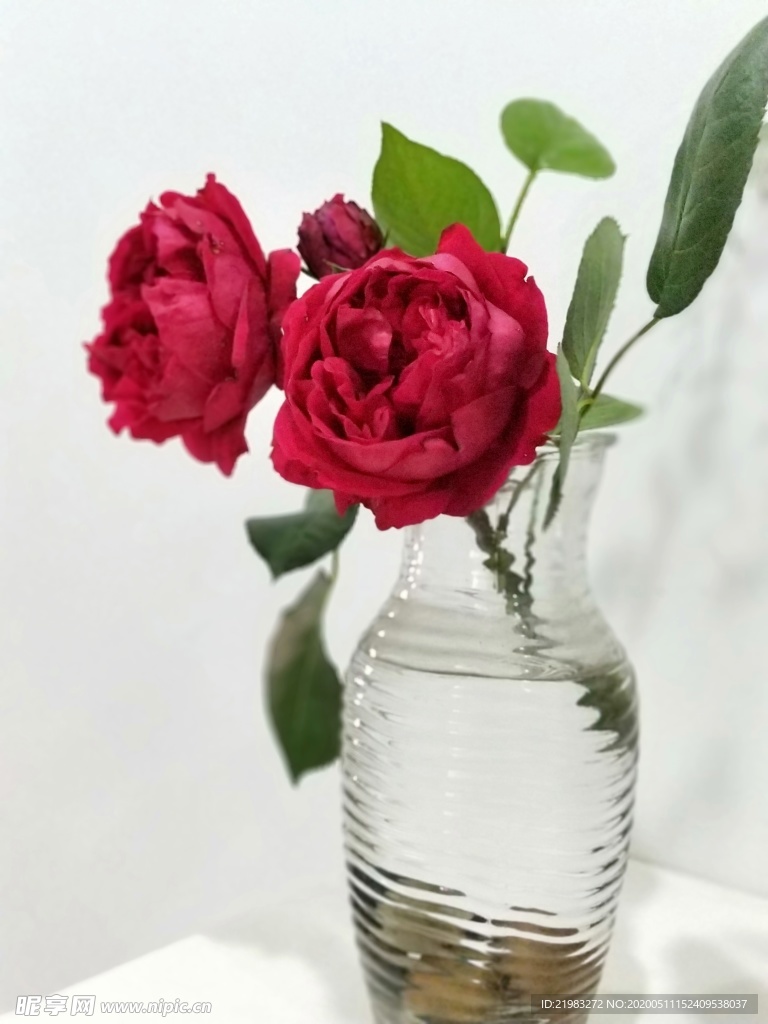 月季插花 植物 装饰 春天 环