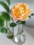 月季插花 植物 装饰 春天