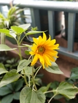 阳台太阳花 植物 装饰 春天
