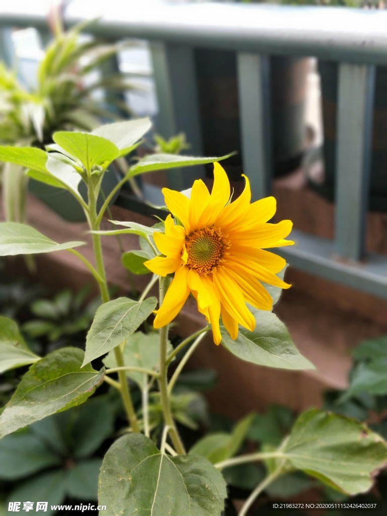 阳台太阳花 植物 装饰 春天