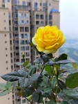 月季花