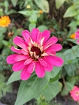 花草
