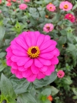 花草