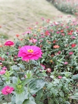 花草