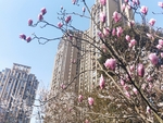 玉兰花