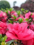 杜鹃花
