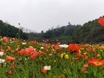 花海