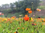 花海