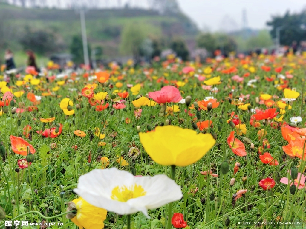 花海