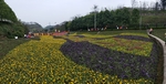 花海