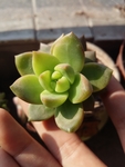 多肉植物