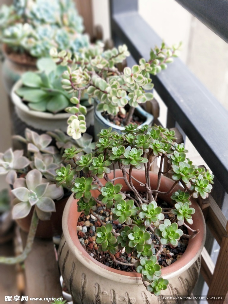 多肉植物