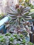 多肉植物