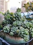 多肉植物