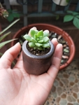 多肉植物 花卉 多肉 植物