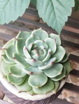 多肉植物 花卉 多肉 植物