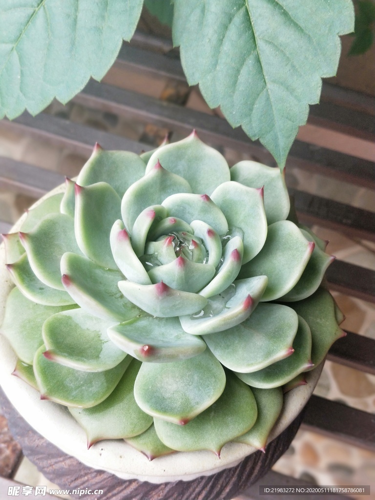 多肉植物 花卉 多肉 植物