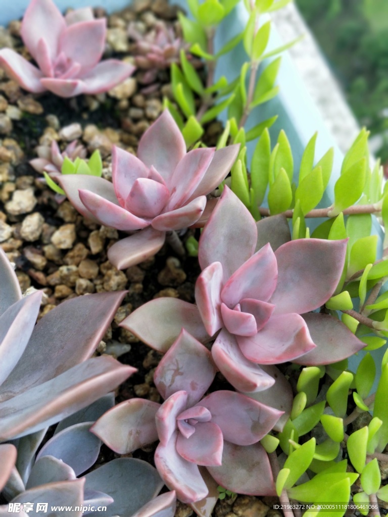 多肉植物 花卉 多肉 植物 装