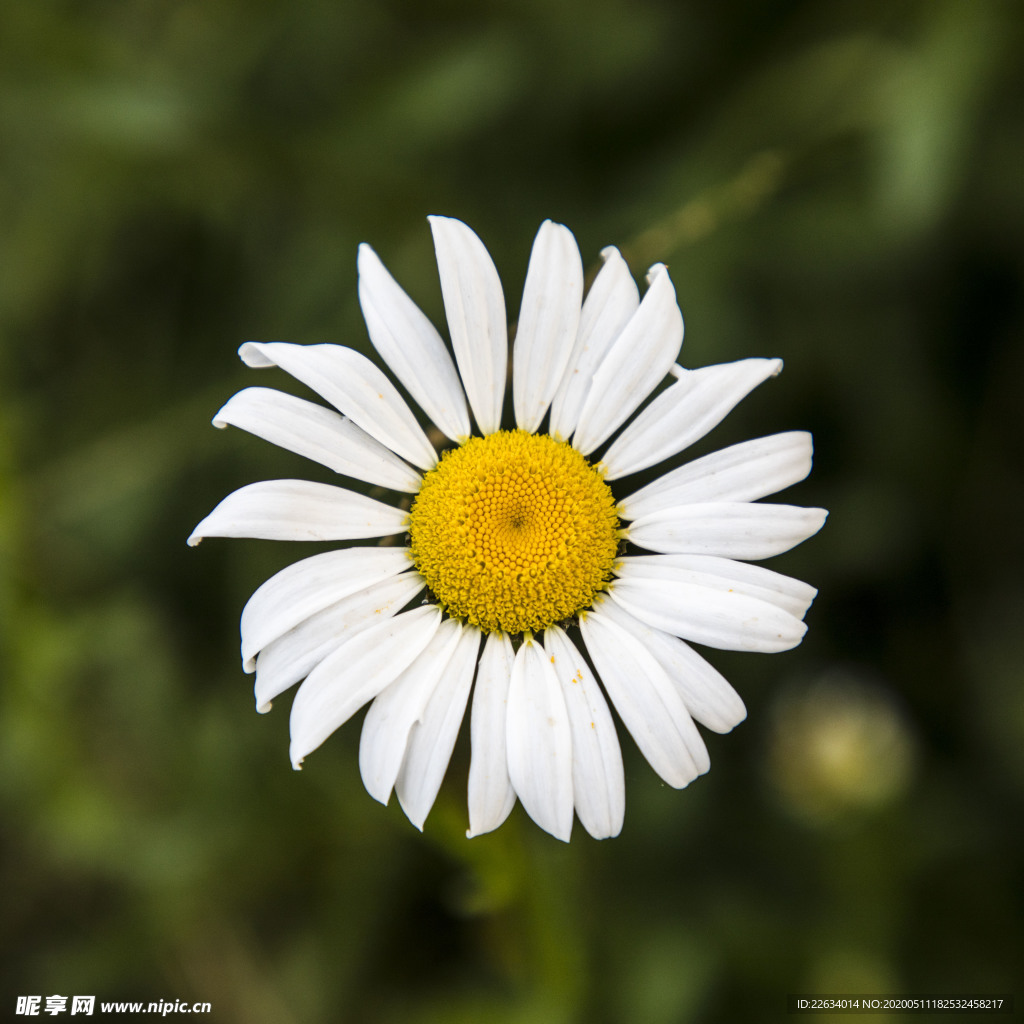 白色小菊花正面