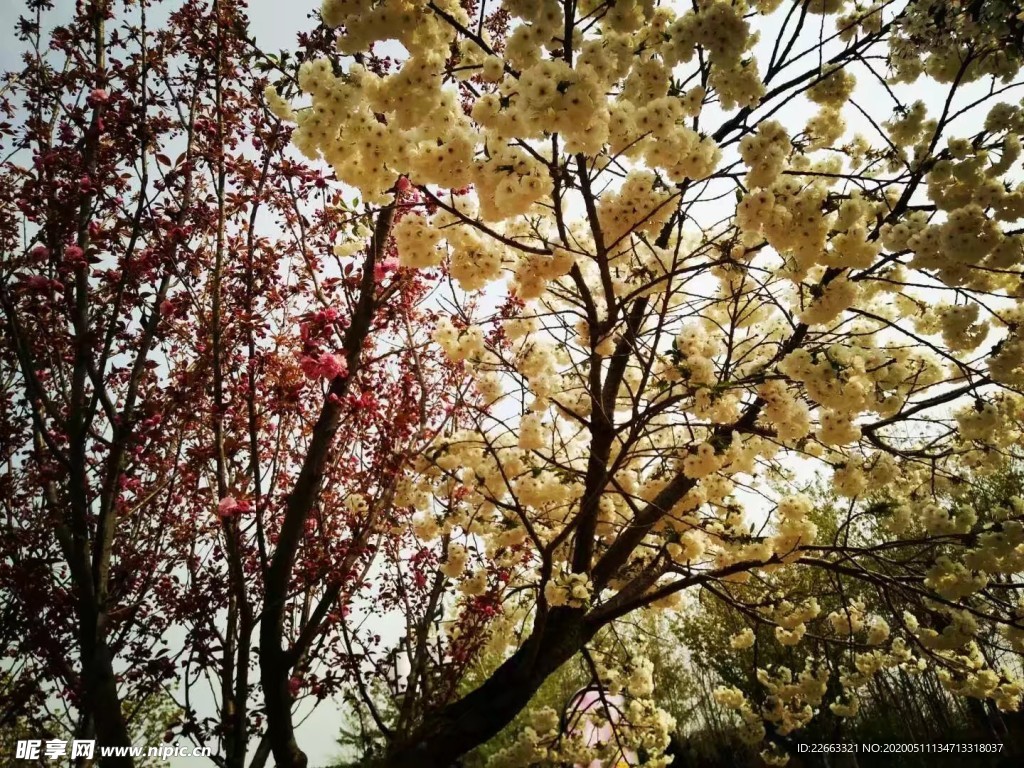樱花