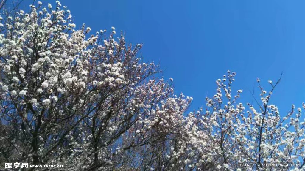 挑花