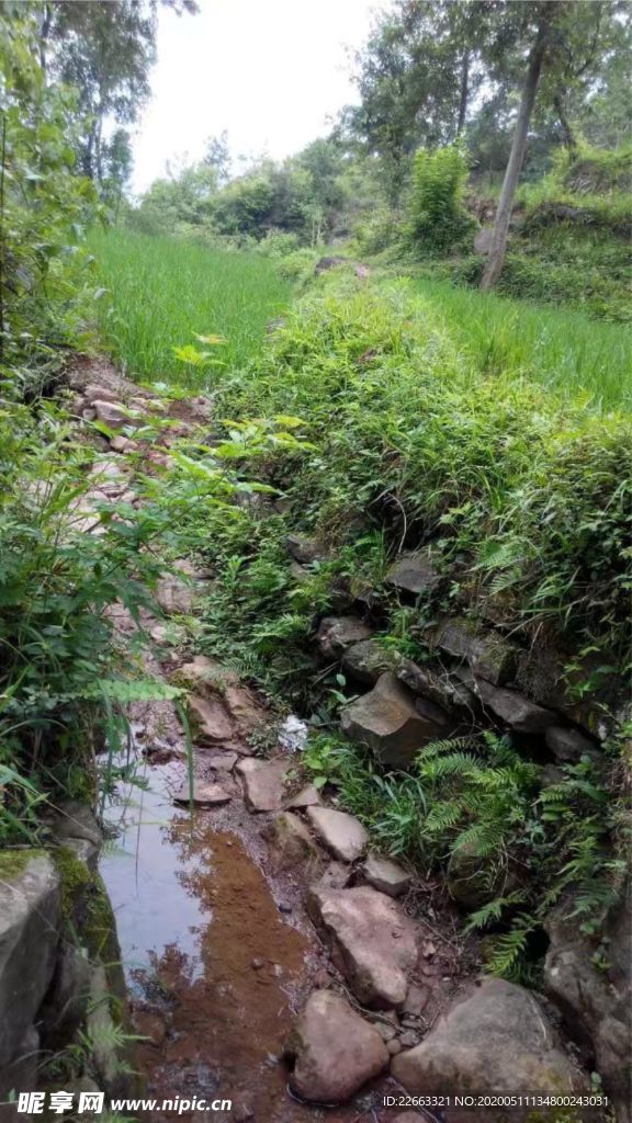 乡村河沟稻田