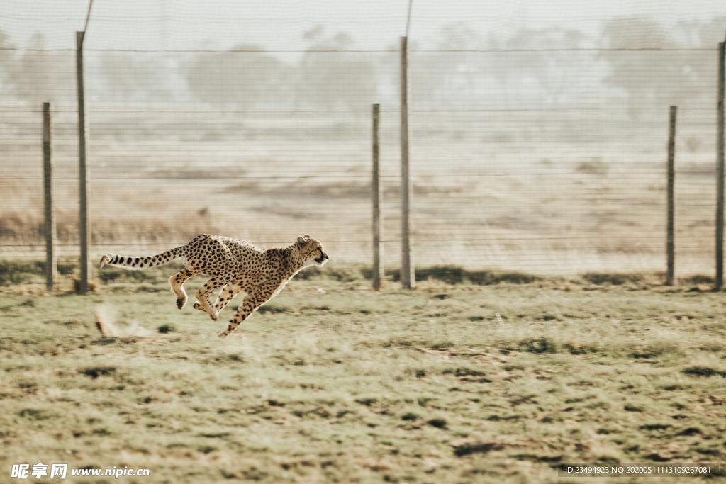 奔跑的豹子