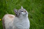 仰望星空的猫咪