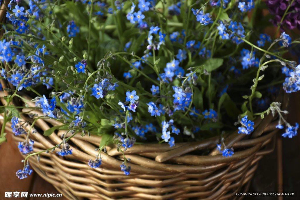 蓝色的小野花