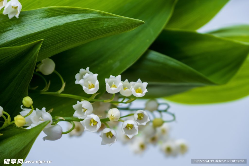 铃兰花