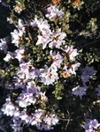 索玛花