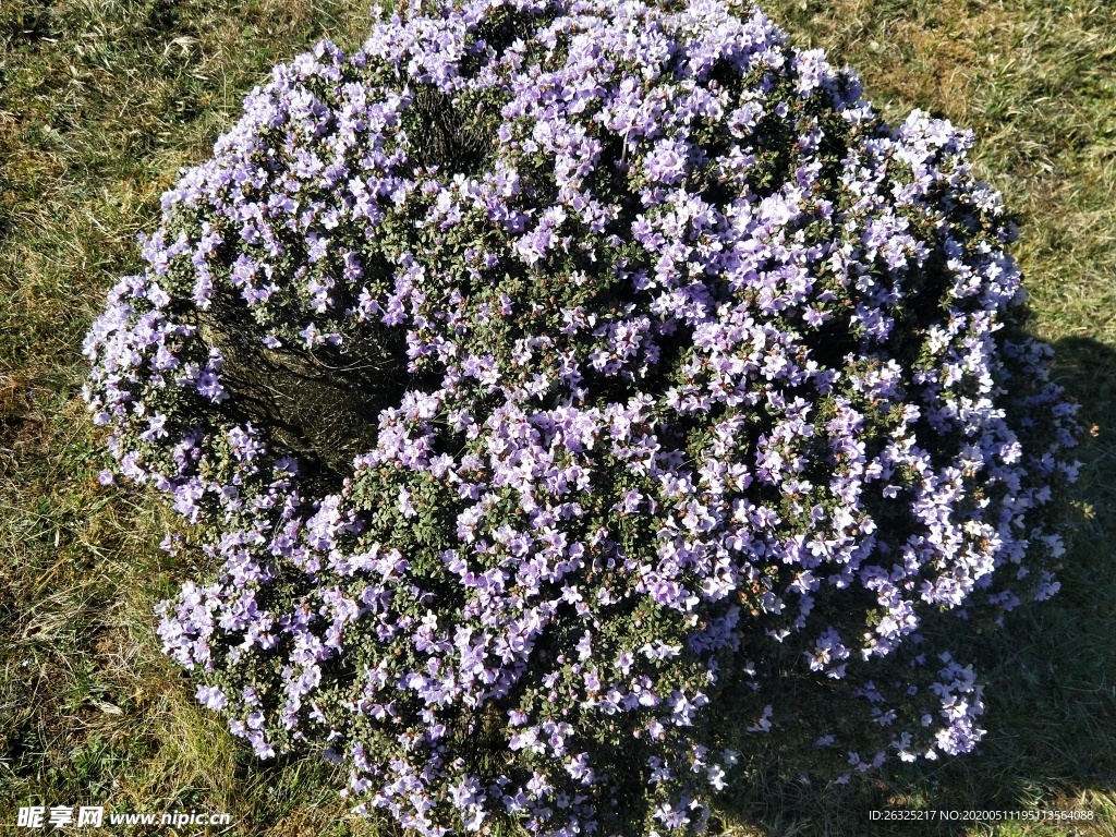 索玛花